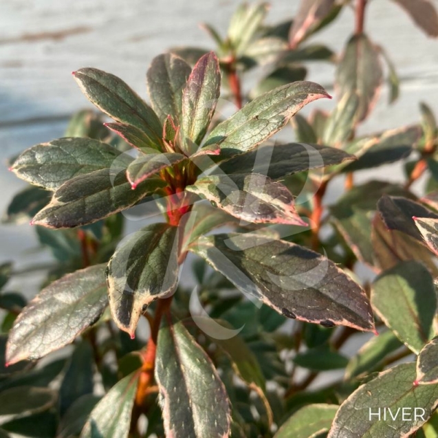 Azalée du Japon 'Hot Shot Variegata'