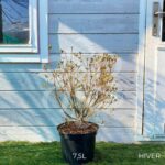 Azalea japonica 'Mme Van Hecke' - Azalée du Japon