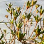 Azalea japonica 'Mme Van Hecke' - Azalée du Japon