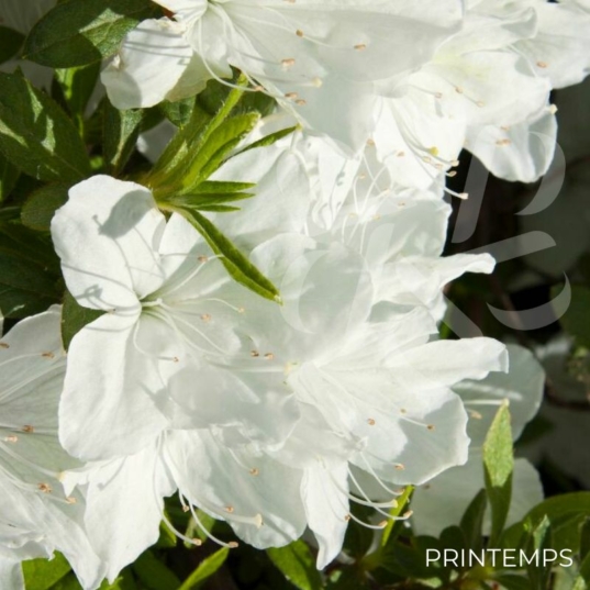 Azalée du Japon 'Schneewittchen' - Azalea japonica