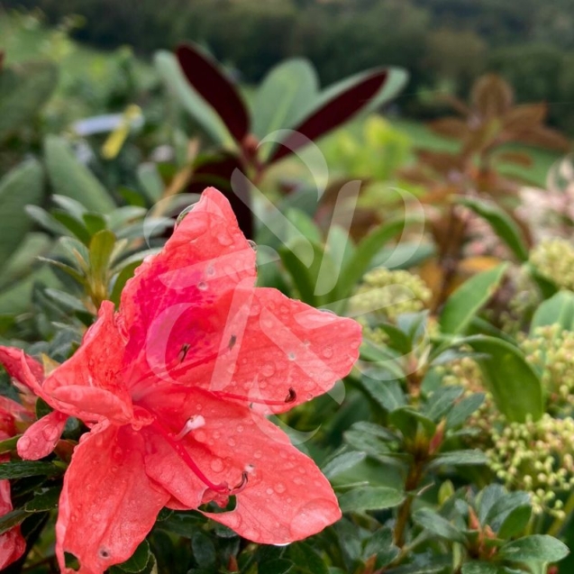 Azalea Nakaharae 'Pink Cascade' - Azalée Couvre-sol