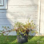 Azalea Nakaharae 'Pink Cascade' - Azalée Couvre-sol