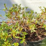 Azalea Nakaharae 'Pink Cascade' - Azalée Couvre-sol