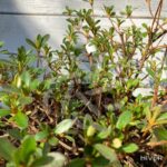 Azalea Nakaharae 'Pink Cascade' - Azalée Couvre-sol