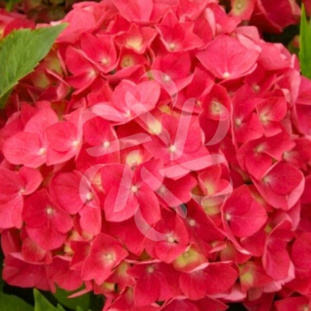 Hydrangea macrophylla 'Leuchtfeuer' - Hortensia