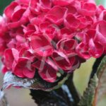 Hydrangea macrophylla 'Merveille Sanguine' - Hortensia