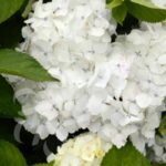 Hydrangea macrophylla 'Mme Mouillère' - Hortensia