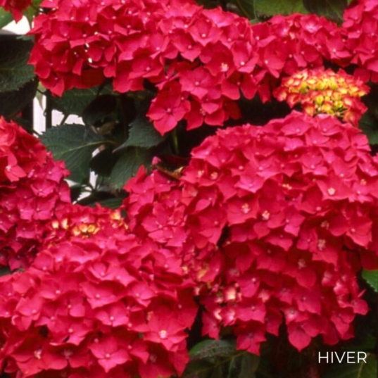 Hydrangea macrophylla 'Red Baron' - Hortensia