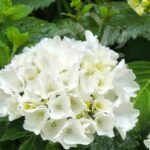 Hydrangea macrophylla 'Wudu' - Hortensia