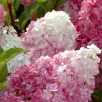 Hydrangea paniculata 'Vanille Fraise' - Hortensia