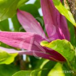 Magnolia Susan - grosses fleurs en format de tulipe