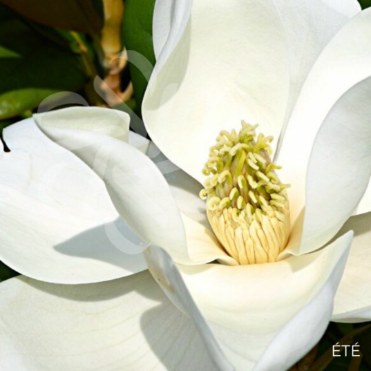 Magnolia grandiflora 'Little Gem' - Magnolia d'été