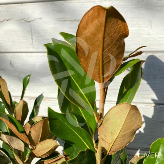 Magnolia grandiflora 'Little Gem' - Magnolia d'été