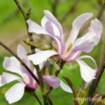 Magnolia loebneri 'Leonard Messel' - fleurs en format d'étoile