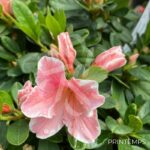 Azalée du Japon Encore 'Sunburst'