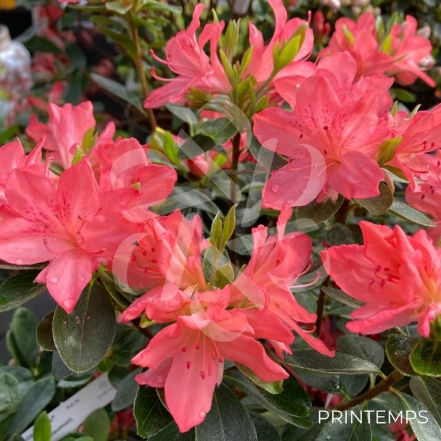 Azalée du Japon 'Blaauw's Pink'
