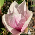 Magnolia Soulangeana - fleurs en format de tulipe