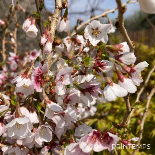 Prunus incisa 'Kojo-no-mai' - Cerisier du Japon