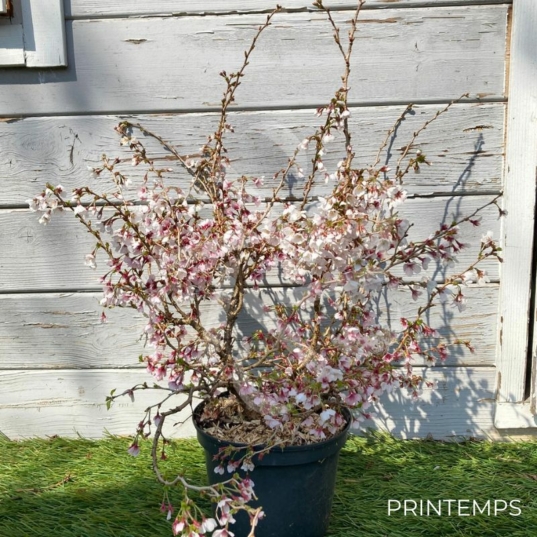 Prunus incisa 'Kojo-no-mai' - Cerisier du Japon