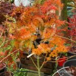 Acer palmatum 'Shishigashira' - Érable du Japon