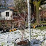 Acer palmatum 'Emperor 1' - Érable du Japon
