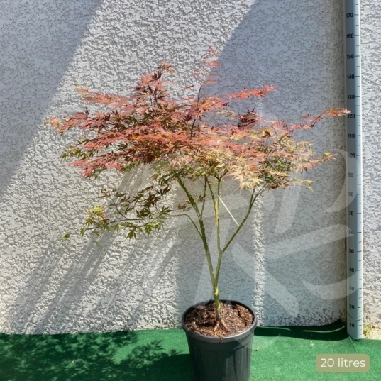 Acer palmatum 'Lilleane's Jewel' (Extravaganza) - Érable du Japon
