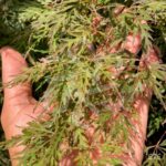 Acer palmatum 'Orangeola' - Érable du Japon