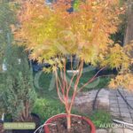 Acer palmatum 'Sango Kaku' - Érable du Japon