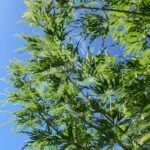 Acer palmatum 'Seiryu' - Érable du Japon