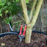 Acer palmatum 'Summer Gold' - Érable du Japon