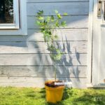 Acer palmatum 'Sunshine' - Érable du Japon