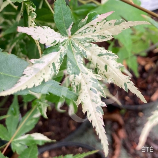 Acer palmatum 'Asahi Zuru' - Érable du Japon