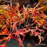 Acer palmatum 'Ellen' - Érable du Japon