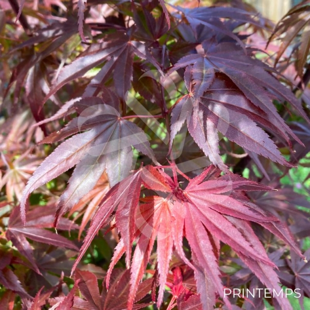 Acer palmatum 'Pixie' - Érable du Japon