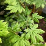 Acer japonicum 'Charlotte Helene - Érable du Japon