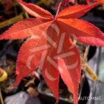 Acer palmatum 'The Bishop' - Érable du Japon