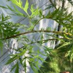 Acer pseudosieboldianum 'Ice Dragon' - Érable du Japon